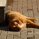 Illustration for article titled The Dogs Of Sochi